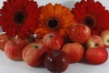 Red gerbera flowers and red apples