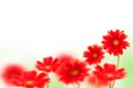 Red gerbera flowers on white Royalty Free Stock Photo