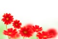 Red gerbera flowers on white Royalty Free Stock Photo