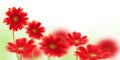 Red gerbera flowers on white Royalty Free Stock Photo