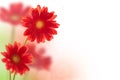 Red gerbera flowers on white with copy space Royalty Free Stock Photo