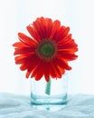 Red gerbera in a glass vase close up with soft light from behind Royalty Free Stock Photo