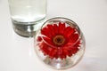 Red Gerbera in glass vase on the white surface of the table Royalty Free Stock Photo