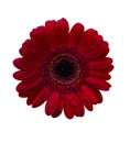 Red gerbera isolated on white background Royalty Free Stock Photo