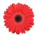 Red gerbera isolated Royalty Free Stock Photo
