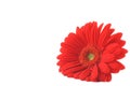 Red gerbera lying on white copyspace Royalty Free Stock Photo