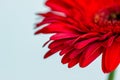 red gerbera , macro photo of red petals close up on a light background, design element Royalty Free Stock Photo