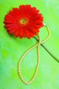 Red gerbera and pearl Royalty Free Stock Photo