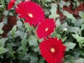 Red gerbera plant grow in greenhouse climate Royalty Free Stock Photo