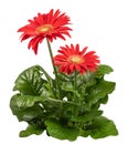 Red Gerbera plant Royalty Free Stock Photo