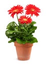 Red Gerbera plant Royalty Free Stock Photo