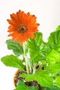 Red Gerbera in Pot Royalty Free Stock Photo