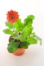 Red Gerbera in Pot Royalty Free Stock Photo