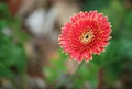 Red gerbera