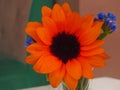 Red Gerbera, Transvaal daisy and blue flower.