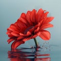 Red gerbera in water Flowering flowers, a symbol of spring, new life Royalty Free Stock Photo