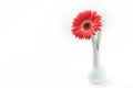 Red Gerbera white background Royalty Free Stock Photo