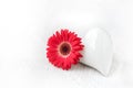 Red Gerbera white background Royalty Free Stock Photo