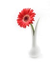 Red Gerbera white background Royalty Free Stock Photo