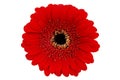 Red Gerbera on White Royalty Free Stock Photo