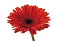 Red gerbera on white Royalty Free Stock Photo