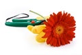 Red gerbera, yellow gloves and garden scissors Royalty Free Stock Photo