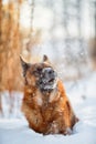 Red german shepherd dog winter portrait Royalty Free Stock Photo