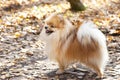 Red German spitz dog