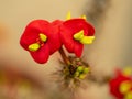 Red Gerold's Spurge flowers or Thornless Crown of Thorns. Its Latin name is Euphorbia Geroldii Rauh Royalty Free Stock Photo