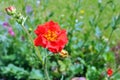 Red Geum flower Royalty Free Stock Photo