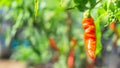 The red ghost chili (Naga Marica) and the curly chili. Royalty Free Stock Photo