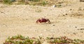 Red ghost crab on a island