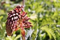 Red giant honey flower -melianthus major