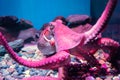 Red giant octopus sleeping in aquarium