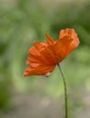 Red giant poppy closeup. Wildflowers in macro shot.