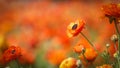 Red Giant Poppy flower at Carlsbad flower field, California Royalty Free Stock Photo