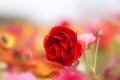 Red Giant Tecolote ranunculus flower at Carlsbad flower field, California Royalty Free Stock Photo