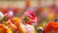 Red Giant Tecolote ranunculus flower at Carlsbad flower field, California Royalty Free Stock Photo