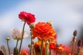 Red Giant Tecolote ranunculus flower at Carlsbad flower field, California Royalty Free Stock Photo