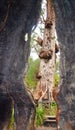 Red Giant Tingle Tree Cavity with Peekaboo View: Valley of the Giants, Western Australia