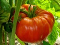 Red giant tomato Royalty Free Stock Photo