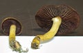 The Red-Gilled Cortinarius