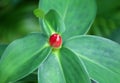 Red Ginger or Alpinia Purpurata flower bud on the green leaves Royalty Free Stock Photo