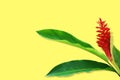 Red Ginger, Alpinia purpurata Flower with Fresh Green Leaves on Yellow Design Background