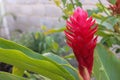 Red Ginger Alpinia purpurata Flower with Green Leaves,