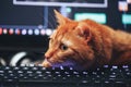 Red Ginger Cat on Computer Keyboard Royalty Free Stock Photo
