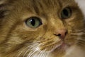 Red ginger cat head close up looking at he camera green eyes Royalty Free Stock Photo