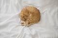 Red ginger cat lies at white bedsheet