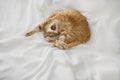 Red ginger cat lies at white bedsheet