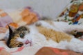 Red ginger cat lying on the bed and spying on you Royalty Free Stock Photo